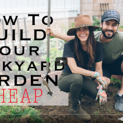 Backyard Vegetable Garden Tips Video