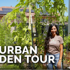 Backyard Vegetable Garden Tour Video