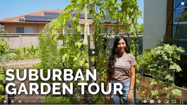 Backyard Vegetable Garden Tour Video