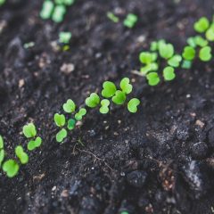Benefits of Backyard Gardening