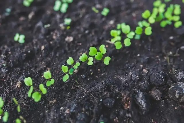 Benefits of Backyard Gardening