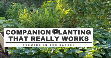 Benefits of Companion Planting