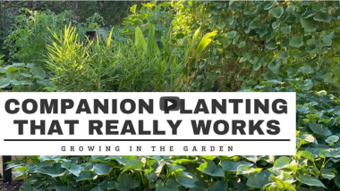 Benefits of Companion Planting