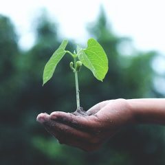Budget Friendly Tips for Successful Gardening