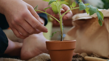 Container Gardening