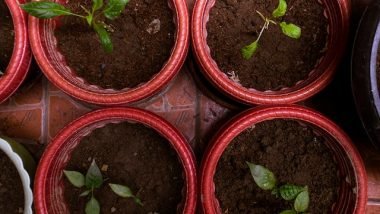 Container Gardening Tips