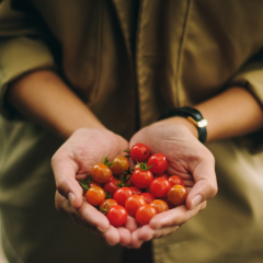 Cultivating Abundant Tomatoes