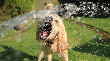 Dog-friendly Garden