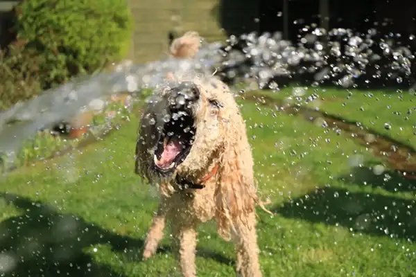 Dog-friendly Garden