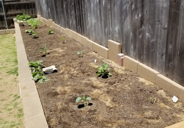 Easy Steps to Planting Your First Garden