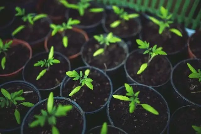 Eco-Friendly Gardening Tips