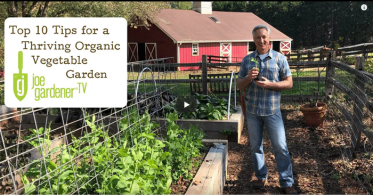 Essential Tips for a Thriving Organic Vegetable Garden