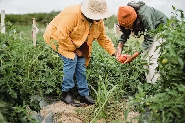 Family Gardening