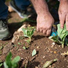 Free Plants Through Perennial Division