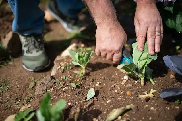 Free Plants Through Perennial Division