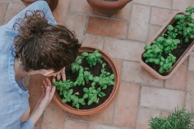 Gardening in Small Spaces