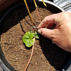 Green Thumb Mastering the Art of Proper Watering