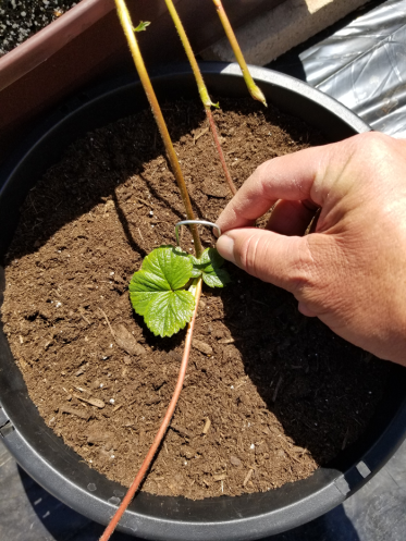 Green Thumb Mastering the Art of Proper Watering