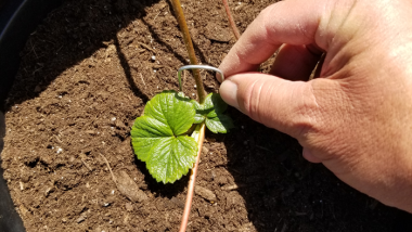 Green Thumb Mastering the Art of Proper Watering