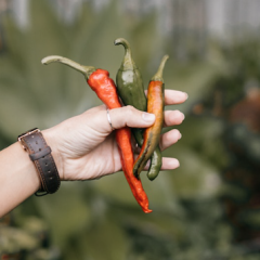Growing Your Own Vegetables