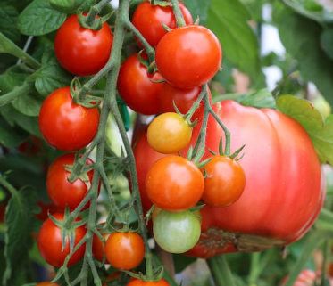 A Comprehensive Guide to Cultivating Exceptional Tomatoes