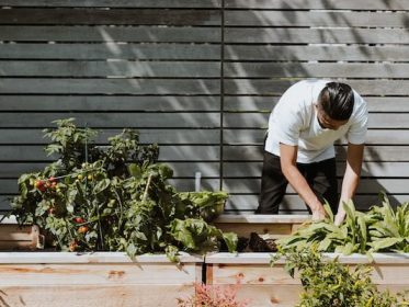 Guide to Organic Vegetable Cultivation