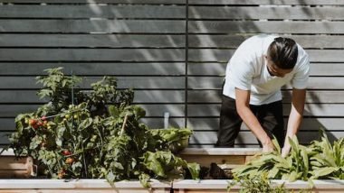 Guide to Organic Vegetable Cultivation