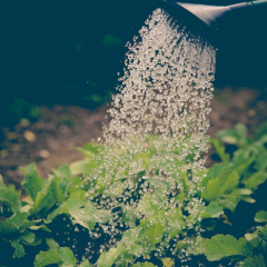 How to Grow a Vegetable Garden