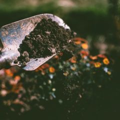 Improve Your Garden Soil on a Budget