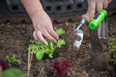 Organic Gardening