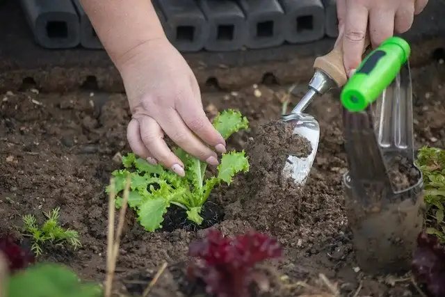 Organic Gardening