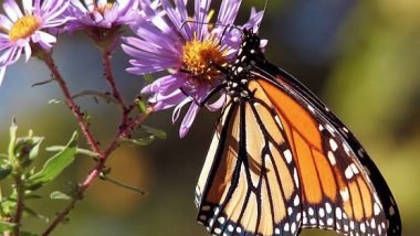 Plant Morphology for Improved Gardening