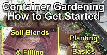 Saving Money on Container Gardening
