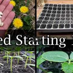 Starting Seeds Indoors