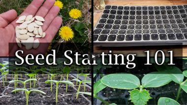 Starting Seeds Indoors