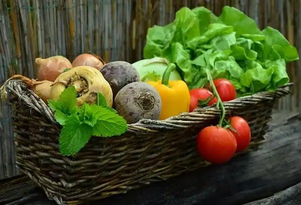 Starting a Vegetable Garden