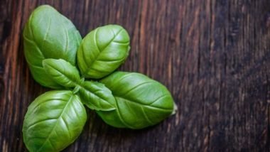 Starting an Herb Garden