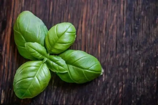 Starting an Herb Garden