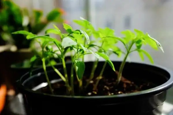Time-Saving Gardening Tips
