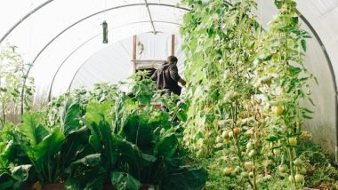 Tips for Beginners to Advanced Gardeners