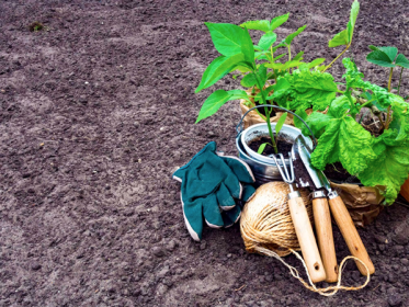 Tips for Seasonal Gardening Success