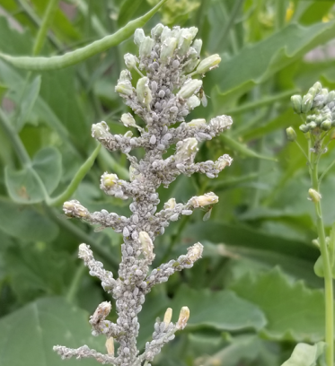 Tips to Maintain a Pest-Free Garden