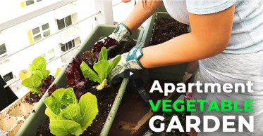 Urban Balcony Gardening