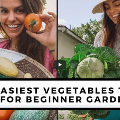 Vegetables For Beginner Gardeners