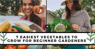 Vegetables For Beginner Gardeners