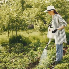 Water Conservation in Gardening