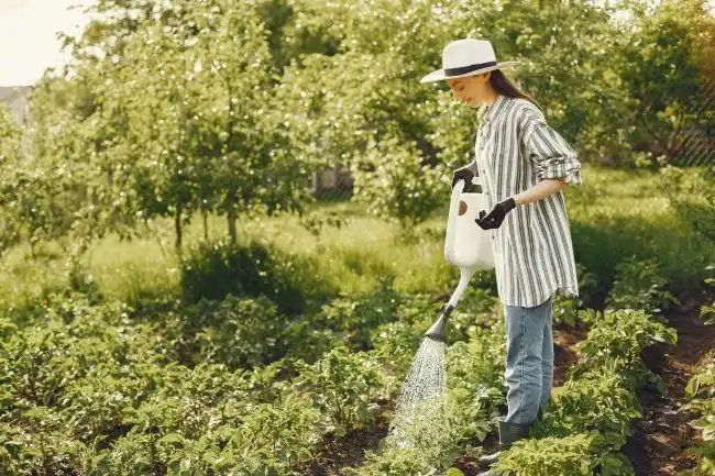 Water Conservation in Gardening