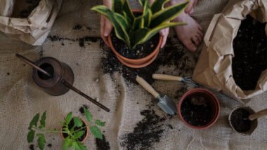 Gardening In Small Homes And Yards