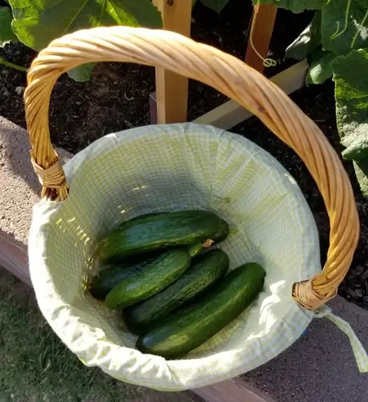 How To Grow And Care For Cucumber Plants