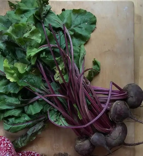 How To Grow Beets In Your Vegetable Garden
